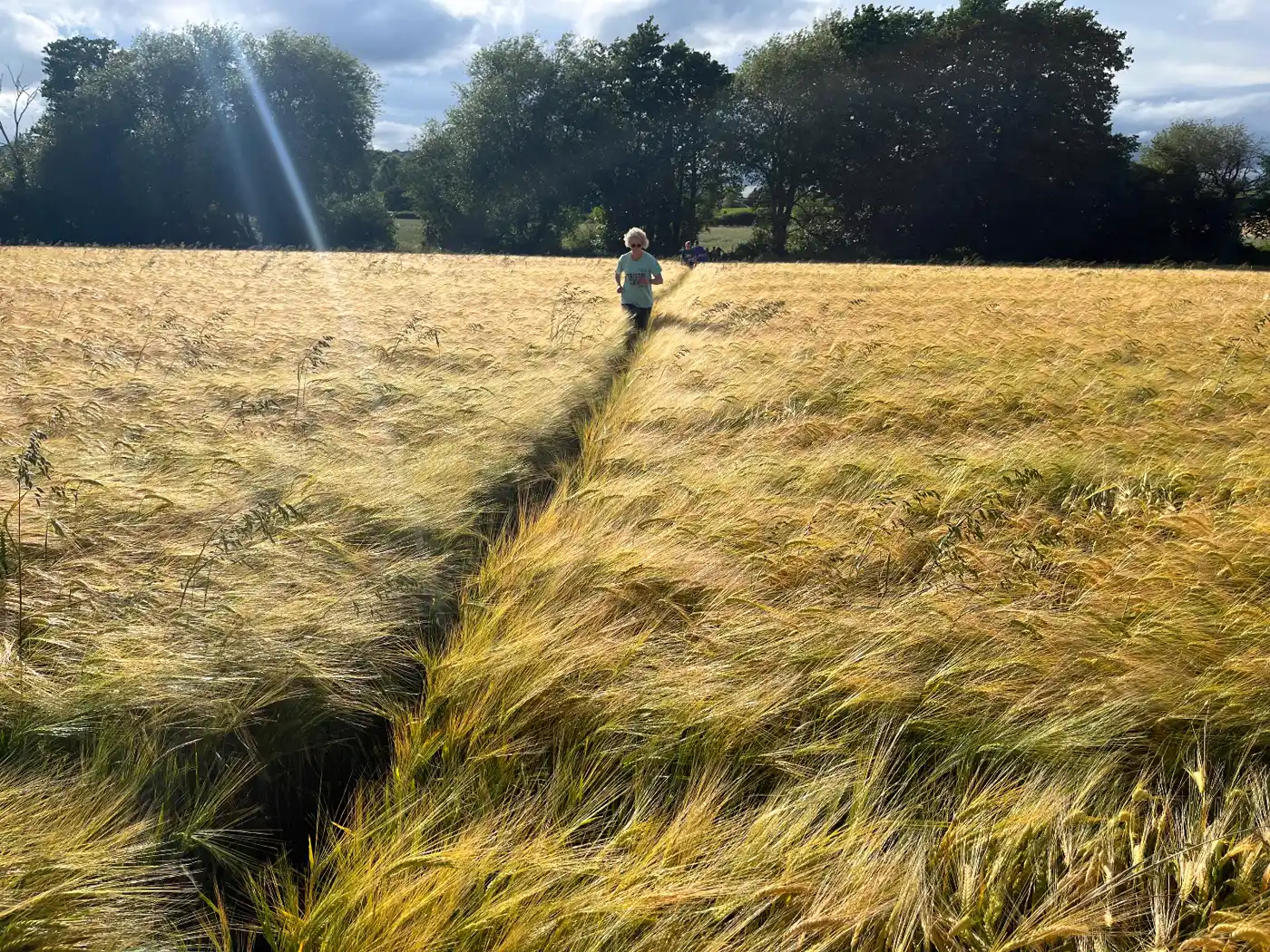 A lone runner on a path through the barley fields near Malvern, evening sun